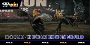 Đá Gà Cựa Dao - Tận Hưởng Loạt Trận Đấu Phát Sóng Full HD