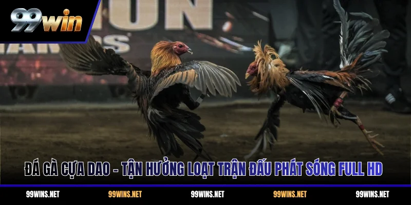 Đá Gà Cựa Dao - Tận Hưởng Loạt Trận Đấu Phát Sóng Full HD