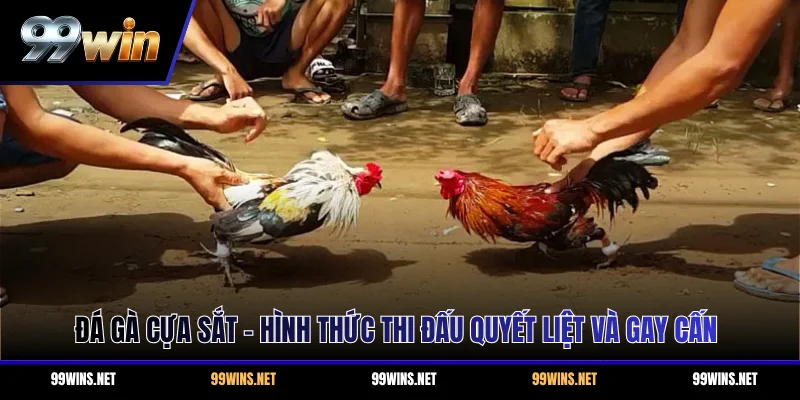 Đá Gà Cựa Sắt - Hình Thức Thi Đấu Quyết Liệt Và Gay Cấn