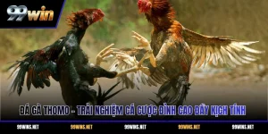 Đá Gà Thomo - Trải Nghiệm Cá Cược Đỉnh Cao Đầy Kịch Tính