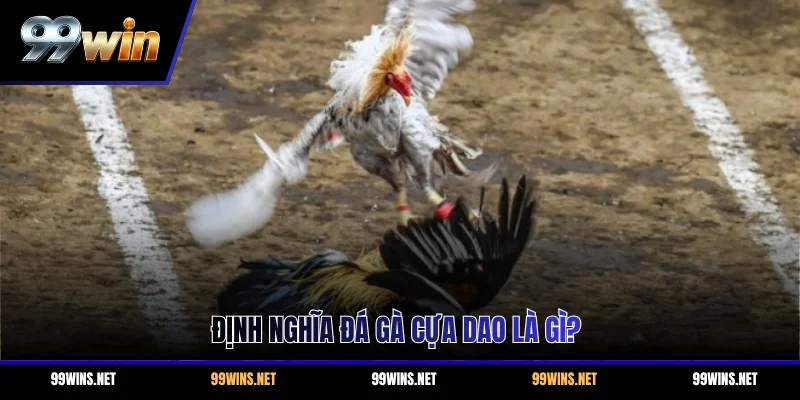 Định nghĩa đá gà cựa dao là gì?