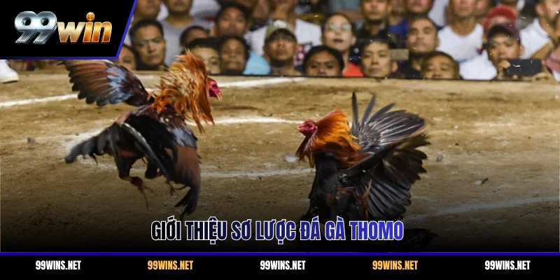 Giới thiệu sơ lược đá gà Thomo