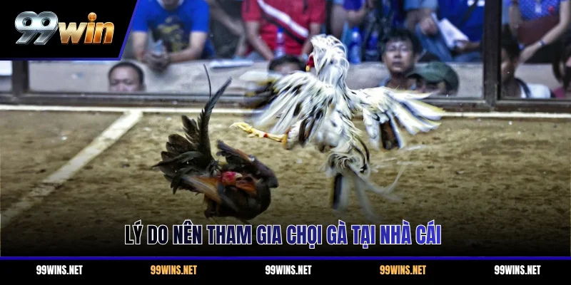 Lý do nên tham gia chọi gà tại nhà cái