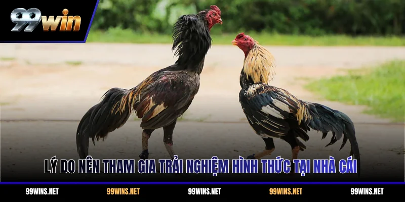 Lý do nên tham gia trải nghiệm hình thức tại nhà cái