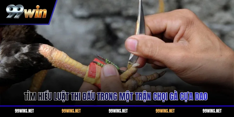 Tìm hiểu luật thi đấu trong một trận chọi gà cựa dao