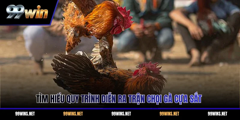 Tìm hiểu quy trình diễn ra trận chọi gà cựa sắt